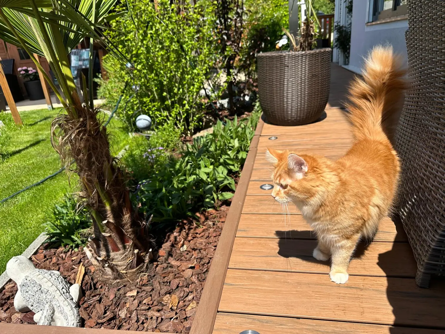 Katzen von Conny's catsitting tiermedizinische fachangestellte