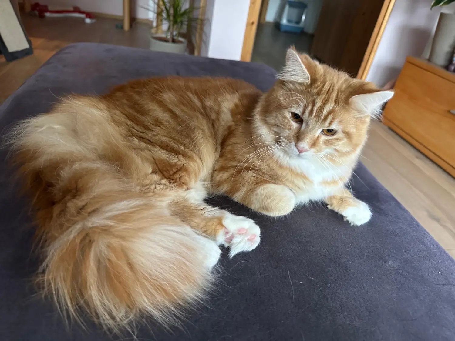 Katzen von Conny's catsitting tiermedizinische fachangestellte