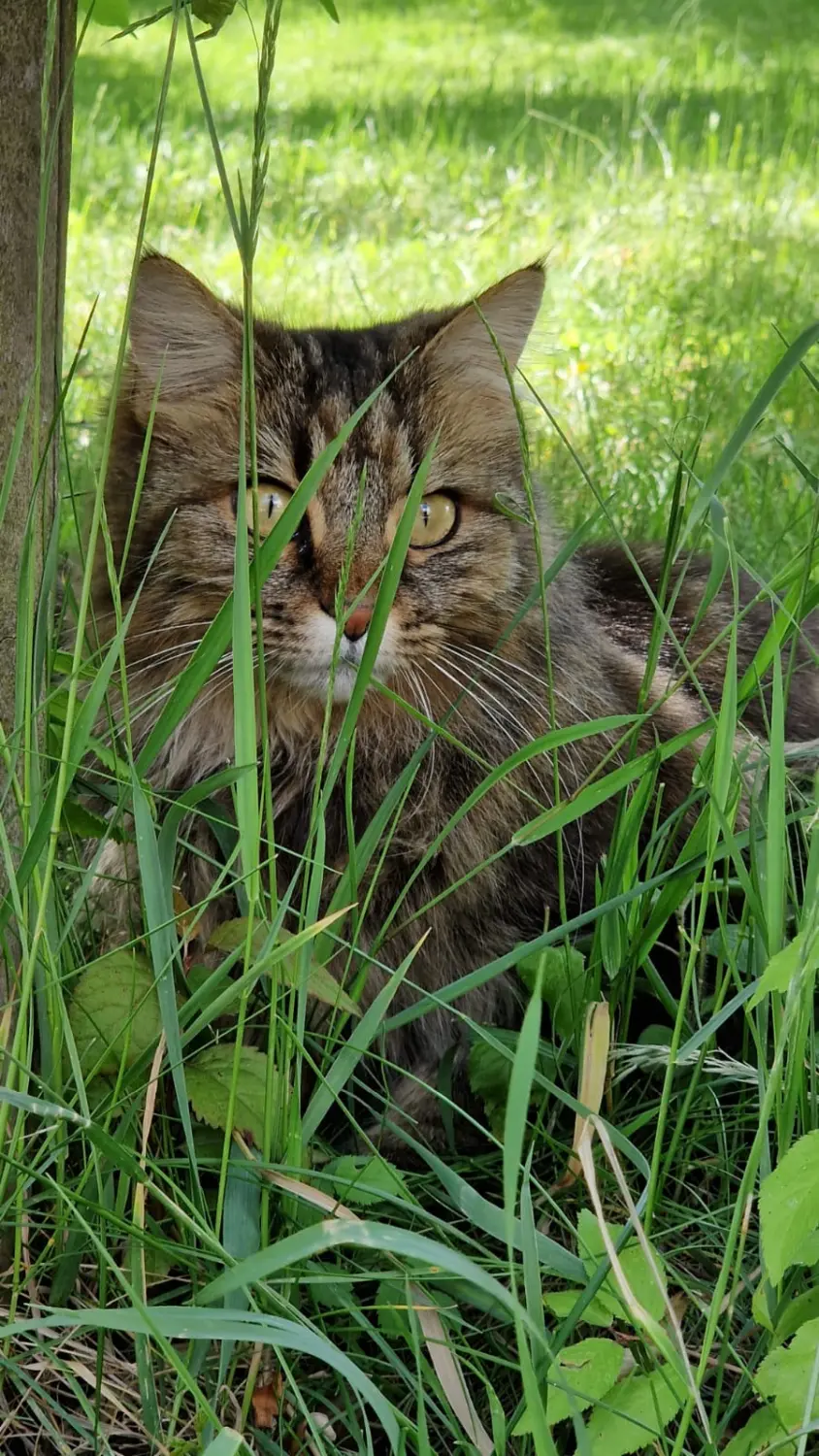 Katzen von Conny's catsitting tiermedizinische fachangestellte