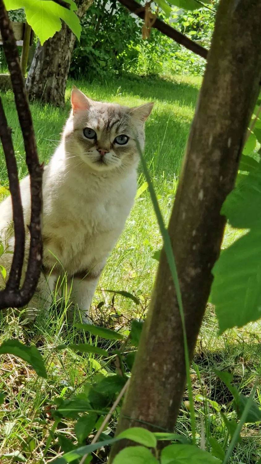 Katzen von Conny's catsitting tiermedizinische fachangestellte