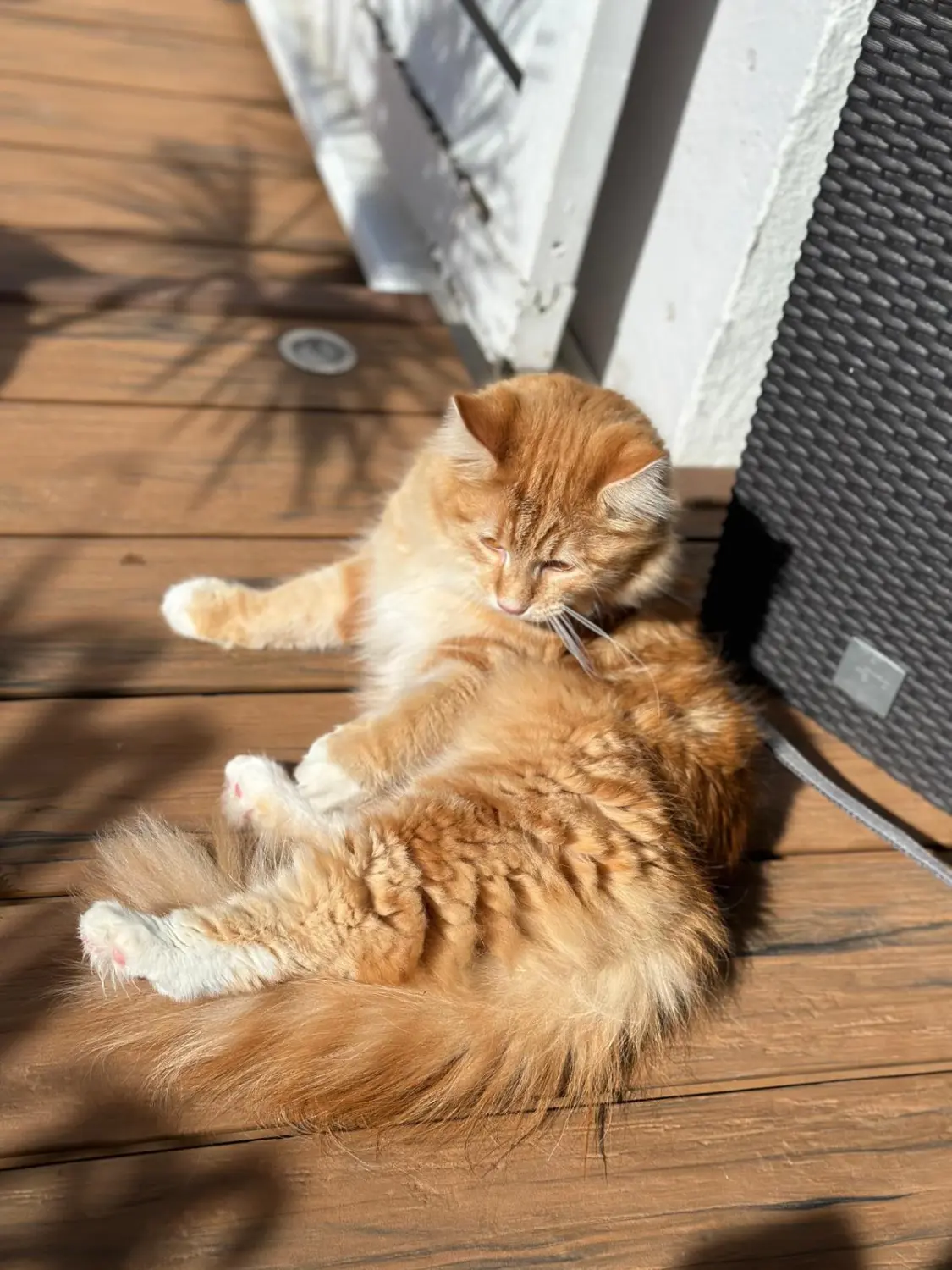 Katzen von Conny's catsitting tiermedizinische fachangestellte