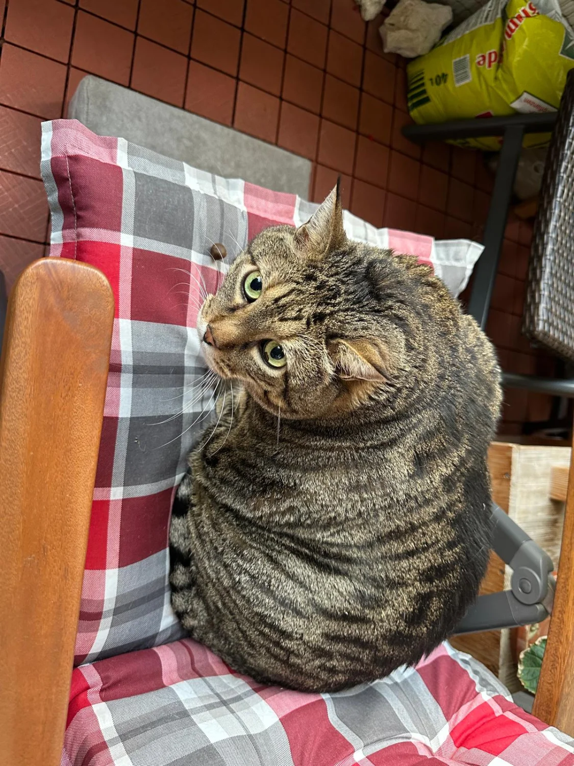 Katzen von Conny's catsitting tiermedizinische fachangestellte